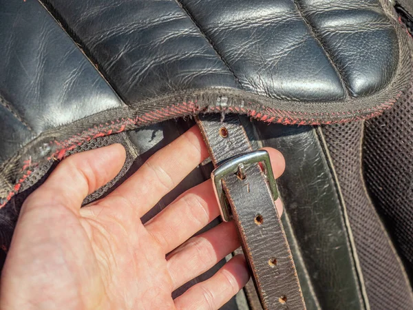 The hands tighten the buckle on the english saddle. Set classic leather horse saddle before riding course