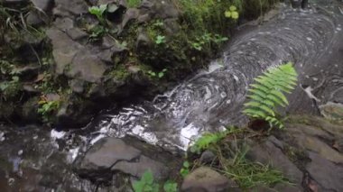 Bazalt kayalar arasındaki akıntıyı takip eden baloncuklar. Eğreltiotu yaprakları küçük çatlaklarda yetişir. Çamurlu su kabarcıkları kokuyor..