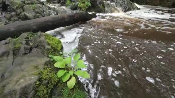 Dirty Foam Bubbles Wild Stream Water Broken Tree Blocked Rapid — Stock Video