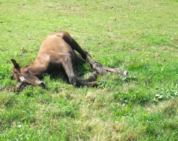 Bruine Veulen Rusten Voorjaarsweide Vermoeid Veulen Gaan Liggen Slaap Vallen — Stockvideo