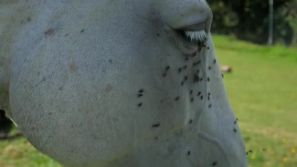 Ojo Caballo Boca Con Pequeñas Moscas Insectos Cabeza Los Animales — Vídeos de Stock