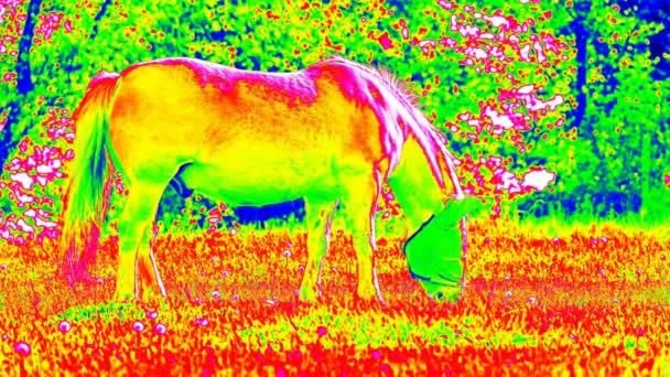 Обнаружение Температуры Выпаса Лошадей Лугу Инфра Тепловая Камера Термография Изменение — стоковое видео