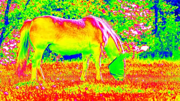 Détection Température Pâturage Des Chevaux Dans Prairie Caméra Thermique Infrarouge — Video