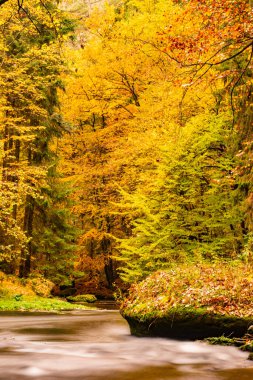 Sonbahar nehir ormanı manzarası. Sonbahar renkli doğası. Güneş ağaçların arasından parlıyor nehirde ve parktaki patikada.