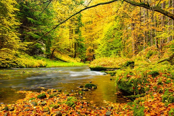 Schöner Morgen Nebligen Herbstwald Mit Sonnenstrahlen — Stockfoto