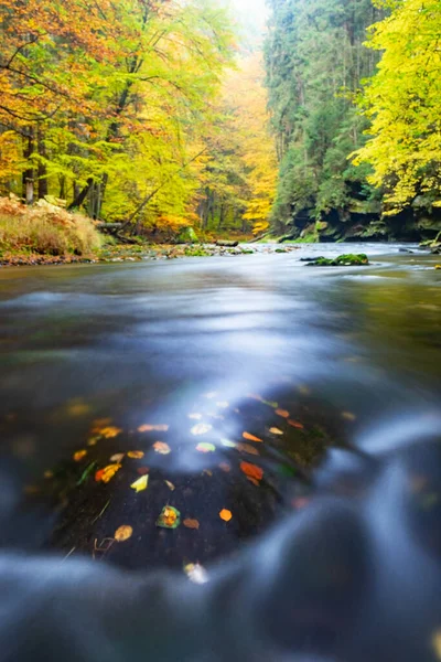 Colorful Leaves Autumn Red Pink Leaves Mossy Stone Creek Fall — Stock Photo, Image