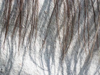 Bir kısrak başı ve boyun manzarası. Belirgin kırmızı kahverengi benekleri olan güzel bir noric appaloosa cinsi..