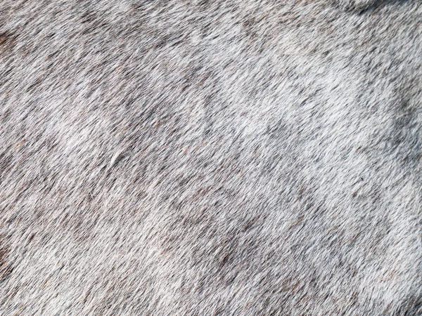 白名のアパロサ馬は 群れの他の馬との戦いから小さな傷でいっぱいの毛皮を持つマーレを繁殖させます — ストック写真