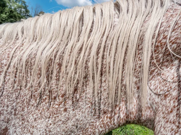 Cabeza Cuello Caballo Blanco Punteado Marrón Rojo Vista Cercana Del — Foto de Stock