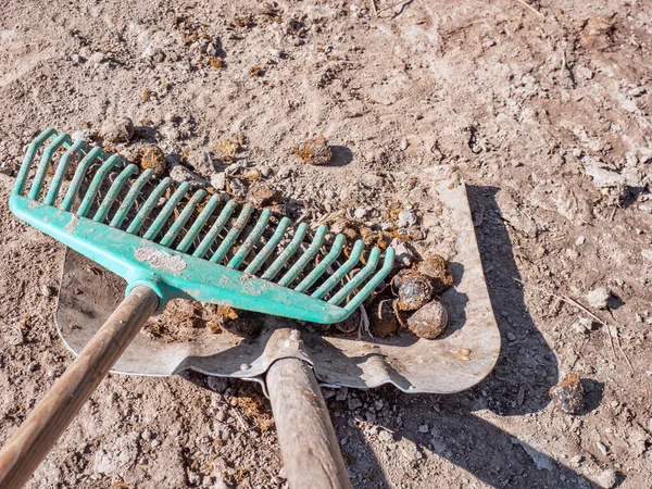 Memuat Tumpukan Kotoran Kuda Atas Sekop Aluminium Dengan Menyapu Plastik — Stok Foto