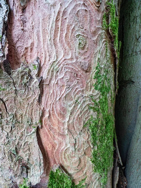 Die Rindenstruktur Von Ahornbäumen Detail Alter Ahorn Laubwald Mit Schöner — Stockfoto