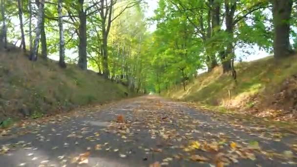 Laag Uitzicht Vliegen Asfaltweg Het Najaar Park Volgen Pad Dicht — Stockvideo