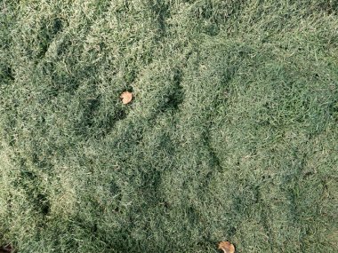 Doğranmış çimenler, taze meyve gövdesi ve yapraklar. Bahçeyi gübrelemek için besin maddesi hazırlıyorum.