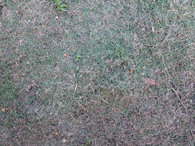 Güneş çimenleri yaktı. Şiddetli sıcak yaz mevsiminde kuru çimen sapıkları. Kuraklık felaketi..