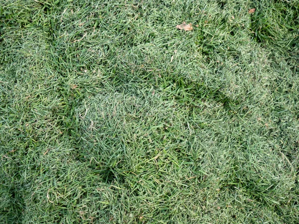 在花园最远的角落里 用可怕的绿色大草堆把收获的草腐烂了 — 图库照片