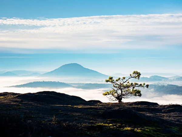 Bonsai Selvatico Pino Rocce Arenaria Nebbia Blu Nella Valle Sotto — Foto Stock