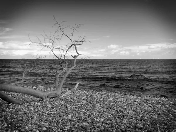 Blue sky above sea level. Fallen tree on stony coastline