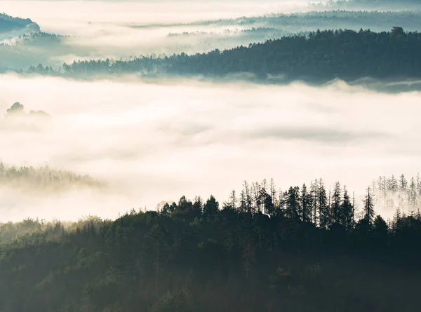山の谷でカラフルな霧 丘の上から針葉樹林の景色 幻想的な光景 — ストック写真