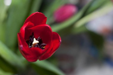 Kırmızı lale çiçeği yakın plan.