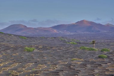 İspanya'da Kanarya Adaları Lanzarote Adası'nda Timanfaya Milli Parkı'nda büyüyen şarap ile Volkanik manzara