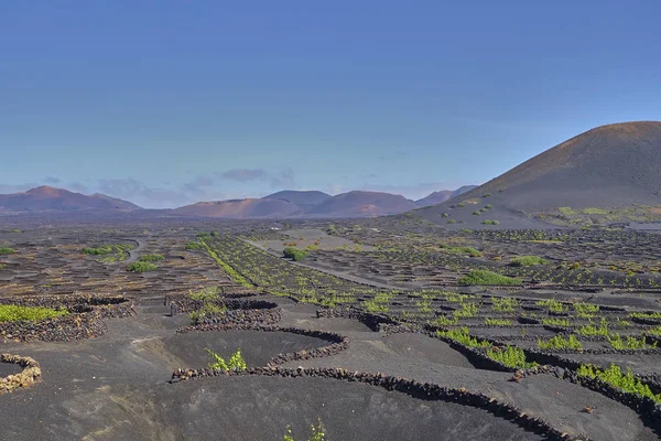 Вулканічний ландшафт з вином росте в національному парку Timanfaya на острові Лансароте на Канарських островах в Іспанії — стокове фото