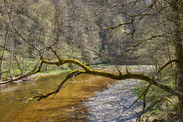 Pěší turistika v údolí řeky gauchach v černém lese v germatu — Stock fotografie