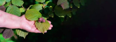 Panoramik manzara. Yaşlı kadın ya da büyükanne avucunda çiğ fındık..