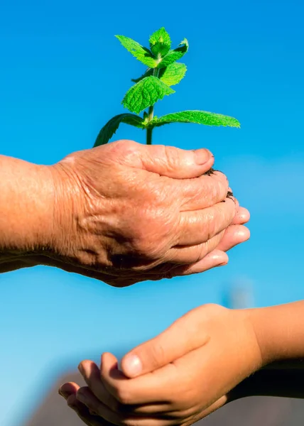 Vertical Image Old Caucasian Woman Grandma Giving Young Plant Child Royalty Free Stock Images