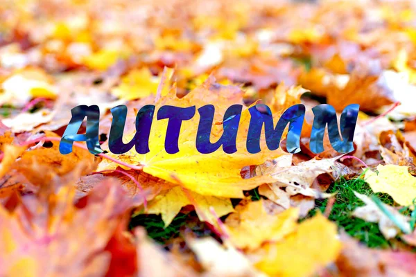 Autumn Text Yellow Maple Leaves Park Beautiful Autumnal Landscape Golden — Stock Photo, Image