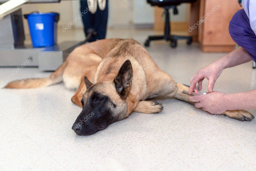 The german shepherd waiting to receive a surgery at the animal clinic. Medicine, canine, operation, health concept. veterinarian administer a catheter.