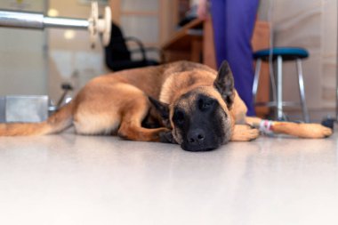 Hayvan kliniğinde ameliyat olmayı bekleyen Alman çoban köpeği. İlaç, köpek, ameliyat, sağlık konsepti. Veteriner kateter takıyor..