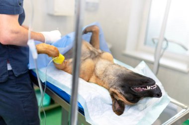 Genel anestezi ve veteriner cerrahları altında ameliyat masasında kısırlaştırma Alman çoban köpeği. Veteriner köpek kısırlaştırma ameliyatı yapıyor. Veteriner doktor klinikte ameliyat yapıyor..