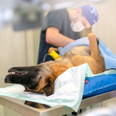 Köpeğin genel anestezi ve veteriner cerrahları altında ameliyat masasında kısırlaştırılması. Veteriner köpek kısırlaştırma ameliyatı yapıyor. Klinikte veteriner ya da doktorun ameliyat yapmasını engelliyor..