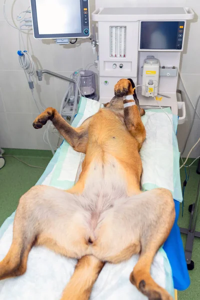 Dog under anesthesia lie on operating table in operating room. Dog surgery operation.Dog is waiting for surgery.