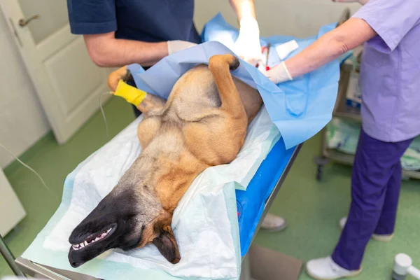 Sterilization german shepherd on surgical table under general anesthesia and veterinary surgeons. Veterinarian perform dog neutering surgery.veterinarian doctor doing surgery in the clinic.