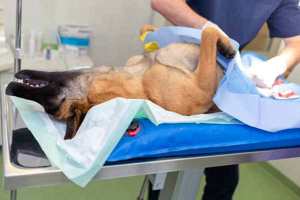 全身麻酔下手術台と獣医外科医の下で滅菌ドイツの羊飼い 獣医師が犬の手術を行います 獣医師がクリニックで手術を行います — ストック写真