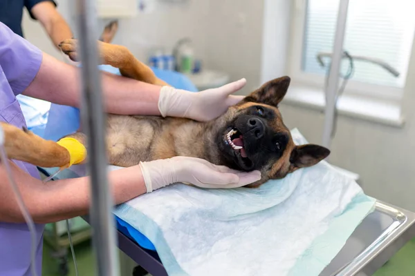 Veterinary doctors conducting surgery. A german shepherd is under anesthesia. anesthetized dog\'s head during surgery.woman vet caressing dog\'s head after surgery.