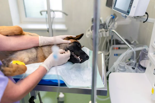 Veterinary doctors conducting surgery. A german shepherd is under anesthesia. anesthetized dog\'s head during surgery.woman vet caressing dog\'s head after surgery.