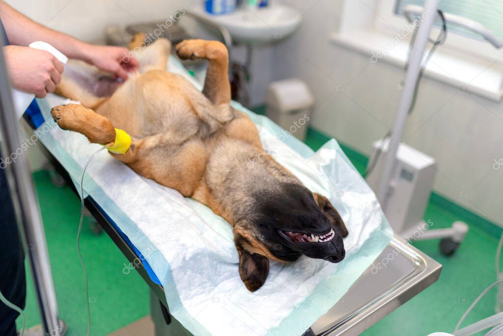 dog under anesthesia Male Veterinary Surgeon. Examining Dog In Surgery