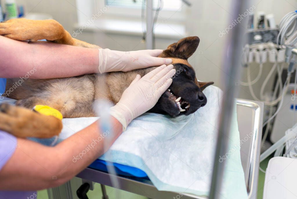 Veterinary doctors conducting surgery. A german shepherd is under anesthesia. anesthetized dog's head during surgery.woman vet caressing dog's head after surgery.