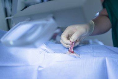 Close up of a testicle during castration of a dog by a veterinary surgeon with focus on testicle. Veterinarian spermatic cord blood vessels fingers