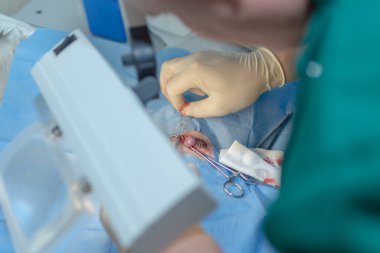 Close up of a testicle during castration of a dog by a veterinary surgeon with focus on testicle. Veterinarian spermatic cord blood vessels fingers