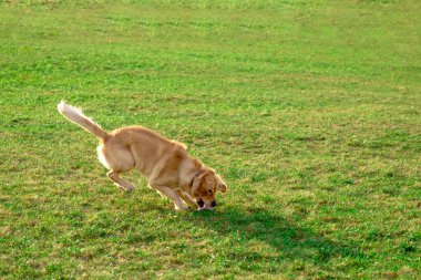 Golden Retriver oyuncağıyla oynuyor. Onu ağzında oyuncak olarak tutuyordu. Ayaklarına kadar oyuncak. Ayakta duruyor, uzanıyor ya da koşuyordu..