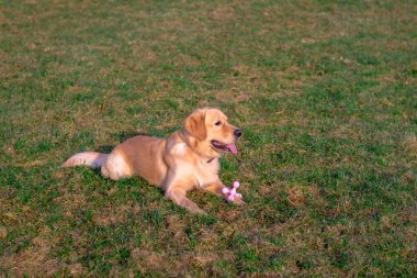 Golden Retriver oyuncağıyla oynuyor. Onu ağzında oyuncak olarak tutuyordu. Ayaklarına kadar oyuncak. Ayakta duruyor, uzanıyor ya da koşuyordu..