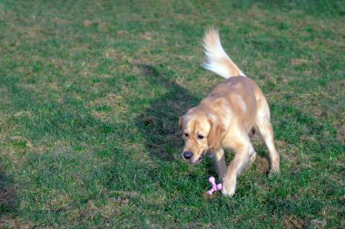 Golden Retriver oyuncağıyla oynuyor. Onu ağzında oyuncak olarak tutuyordu. Ayaklarına kadar oyuncak. Ayakta duruyor, uzanıyor ya da koşuyordu..