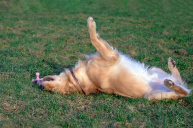 Golden Retriver oyuncağıyla oynuyor. Onu ağzında oyuncak olarak tutuyordu. Ayaklarına kadar oyuncak. Ayakta duruyor, uzanıyor ya da koşuyordu..