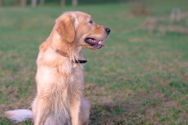 Golden Retriever 'ın portresi. Kafası karışmış, zeki, komik, ilginç. Yaklaş..