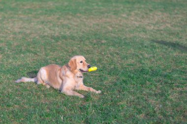 Güzel Golden Retriever köpeği sarı oyuncağıyla açık bir çayırda uzanıyor..
