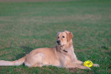 Güzel Golden Retriever köpeği sarı oyuncağıyla açık bir çayırda uzanıyor..