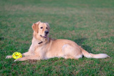 Güzel Golden Retriever köpeği sarı oyuncağıyla açık bir çayırda uzanıyor..